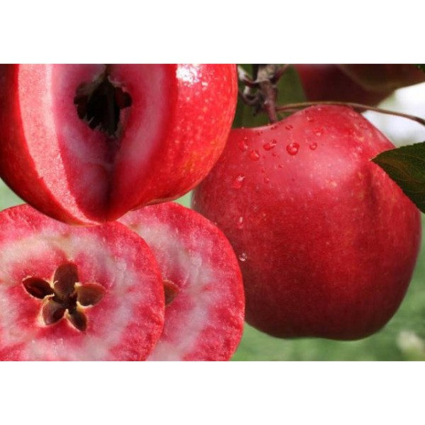 Красномякотные яблони